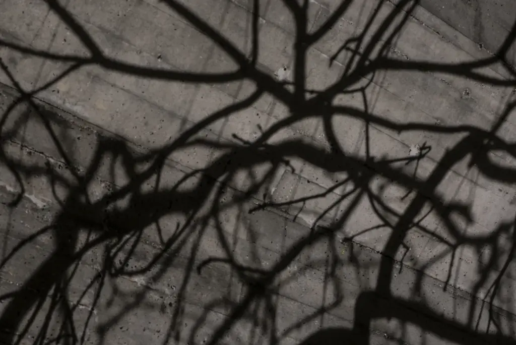Forms in Nature — Intenso