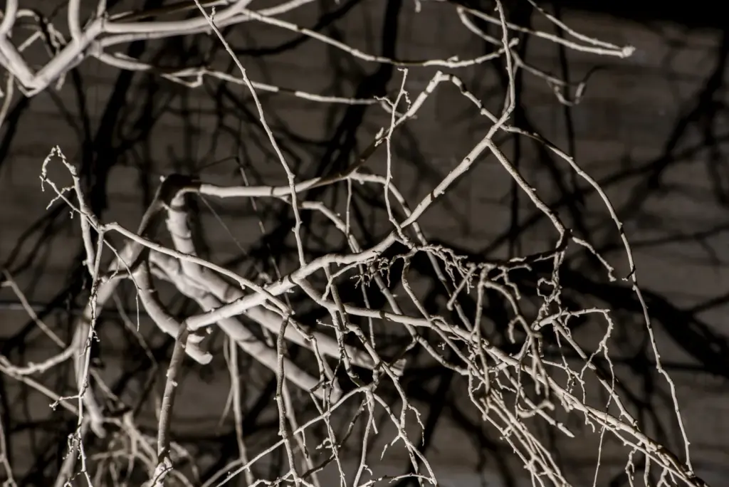 Forms in Nature — Intenso