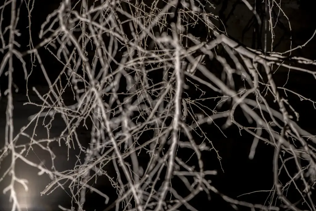 Forms in Nature — Intenso