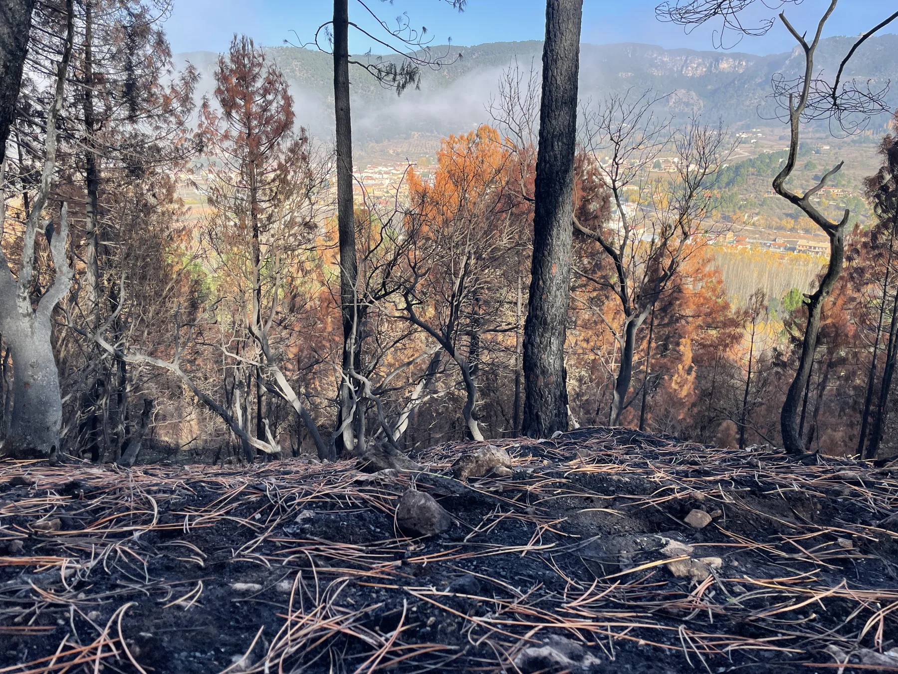 Burned forest above Riópar